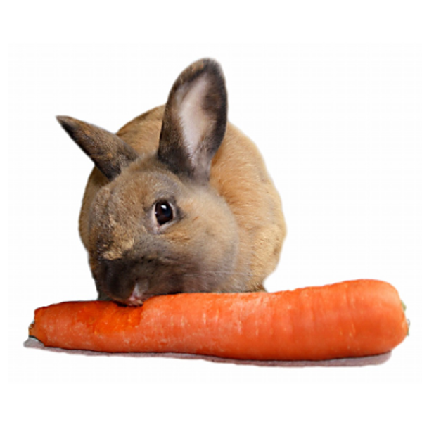 Produktfoto zu Futtermöhren 2kg Beutel