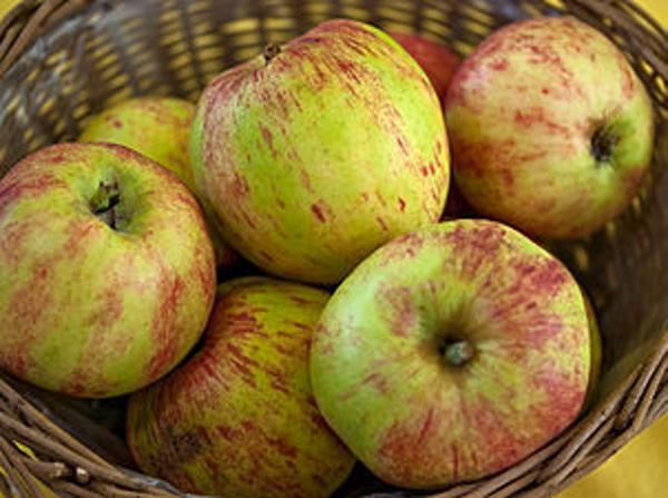 Produktfoto zu Apfel, Gravensteiner